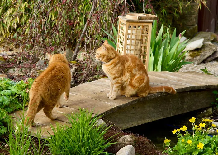 Les Nympheas 52 Bed & Breakfast Orges